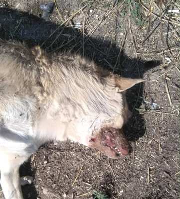 Սկզբում դիակները թողնում էին, հիմա արդեն դրանք էլ են իրենց հետ տանում. ի՞նչու և ի՞նչ նպատակով են Բյուրեղավանում սպանում շներին