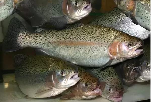 Աճել են ձկնաբուծության ոլորտում արտադրության և արտահանման ծավալները