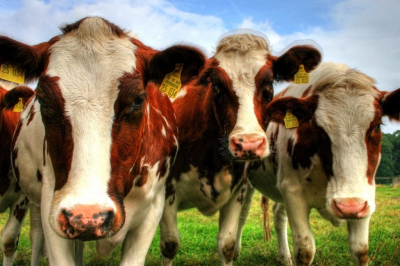 Չեխիայից Հայաստան են բերվել տոհմային կովեր