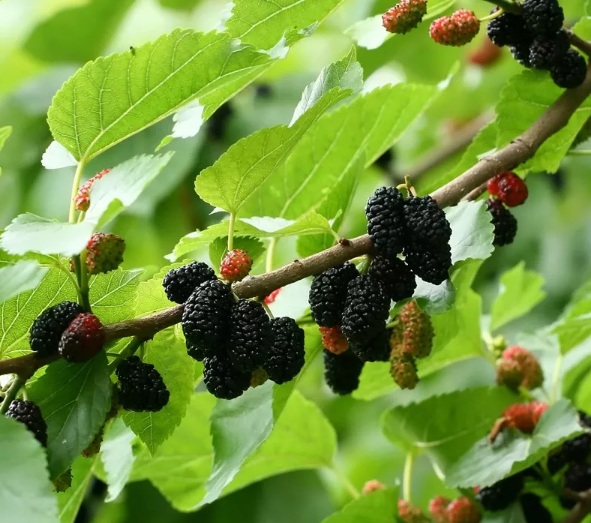 Տավուշում թութը հասել է. սահմանամերձ գյուղում թթենին երկրորդ անգամ է բերք տվել 