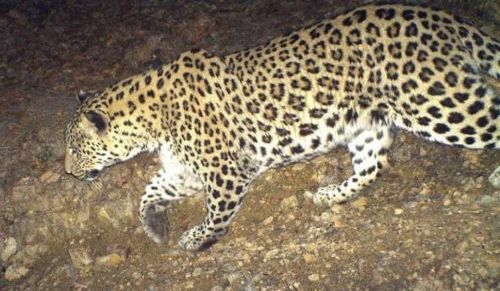 Կովկասյան ընձառյուծին վնասելու համար սահմանված է տուգանք՝ 100-500 միլիոն դրամի չափով