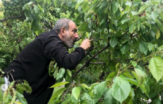 Աղջիկներիս համար կեռաս հավաքելիս․․․Նիկոլ Փաշինյանի լուսանկարը