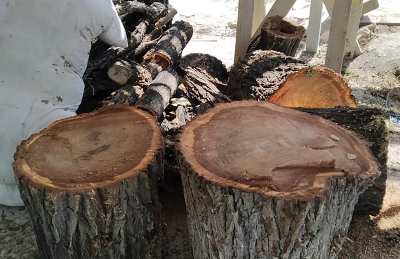 Երևանի քաղաքապետարանը պարզաբանում է Մաշտոցի պուրակի ծառահատումները