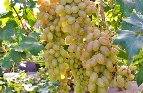 Հակաճգնաժամային 24-րդ ծրագիրն առավելապես ագրովերամշակմամբ զբաղվող ընկերությունների համար է