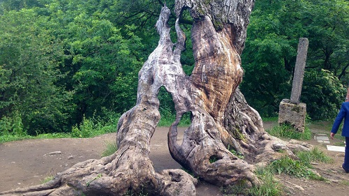 Քաղաքացին կոտրեց Հաղարծինի «Երազանքների իրականացման» ծառը