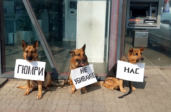 Շների բողոքի ակցիան՝ Գյումրիում