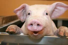 Գողացել էր համագյուղացու խոզն ու բռնվել