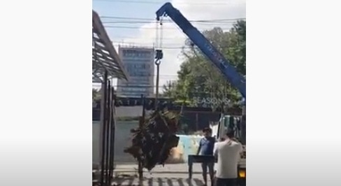 Էս էլ քաղաքապետարանի տիկնոջ ասած «մարդասիրական» վերաբերմունքը «տառապող» ծառերին