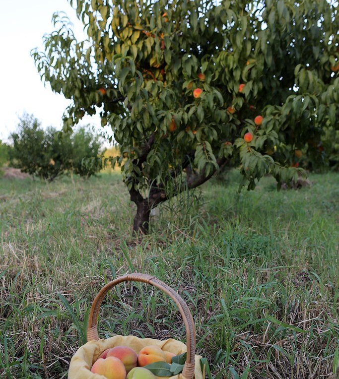 «Բերքազորահավաք»  թիկունքում