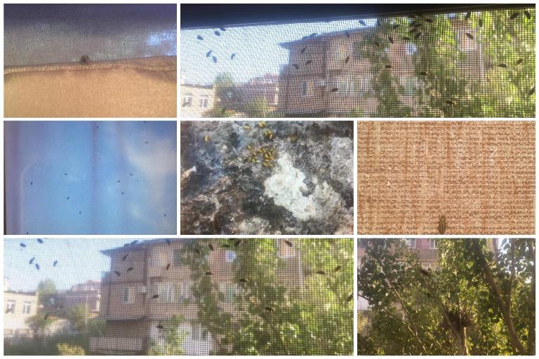 Միջատները լցվում են մեր տուն,  այլևս անհնար է այսպես, որևէ մեկը հարցին լուծում չի տալիս. ահազանգ